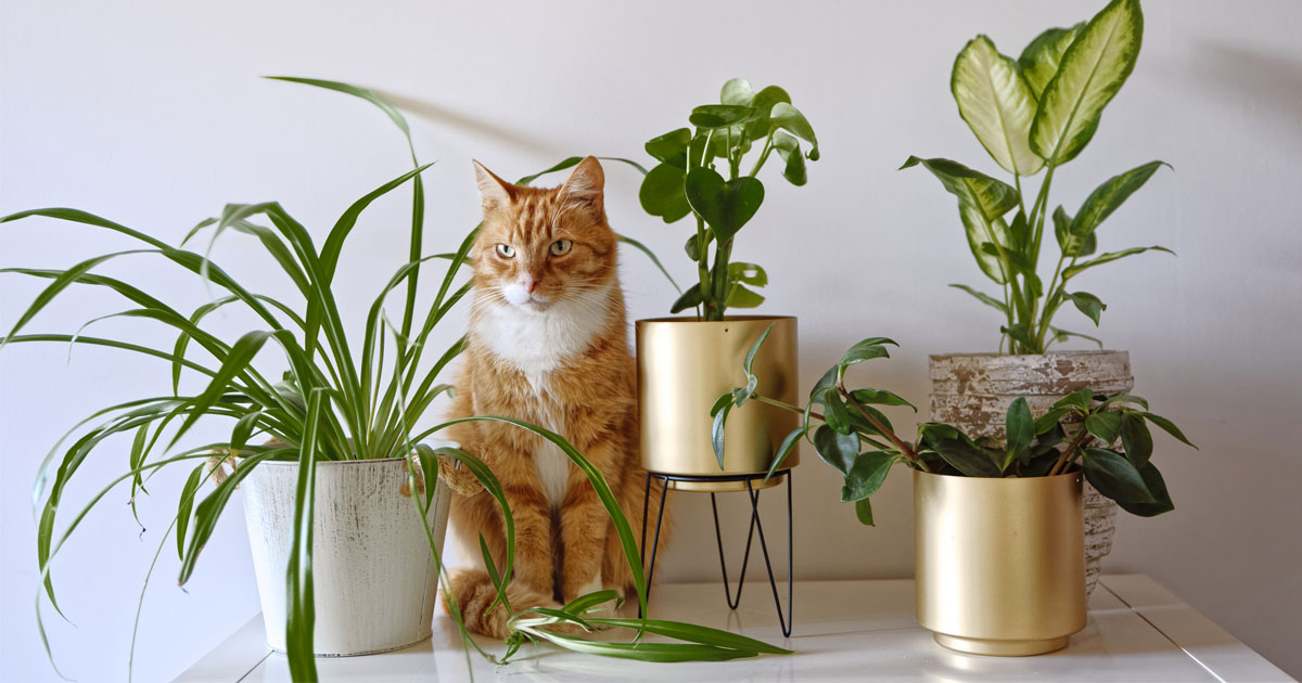 Best Indoor Plants for Mental Health 